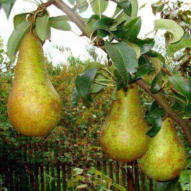 the best varieties of autumn pears