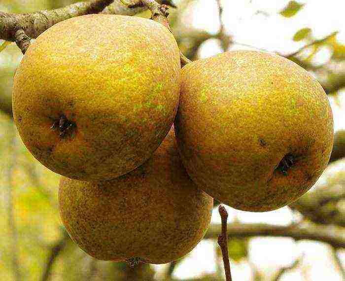 the best varieties of autumn pears