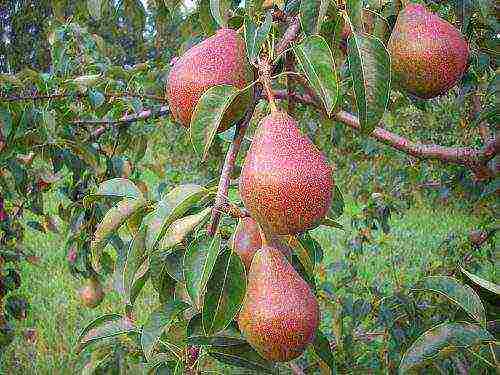 the best varieties of autumn pears