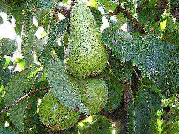 the best varieties of autumn pears