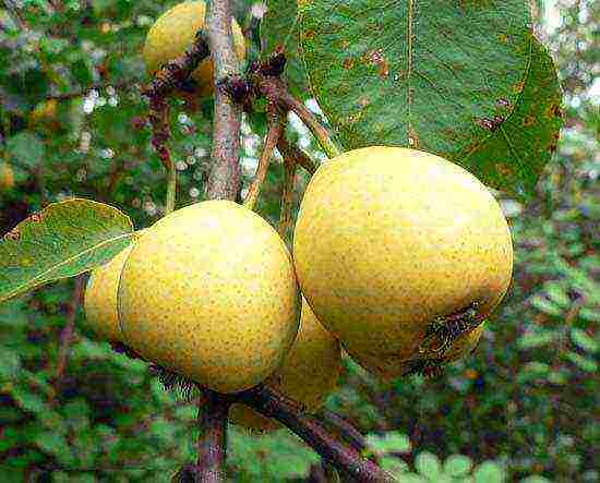 the best varieties of autumn pears