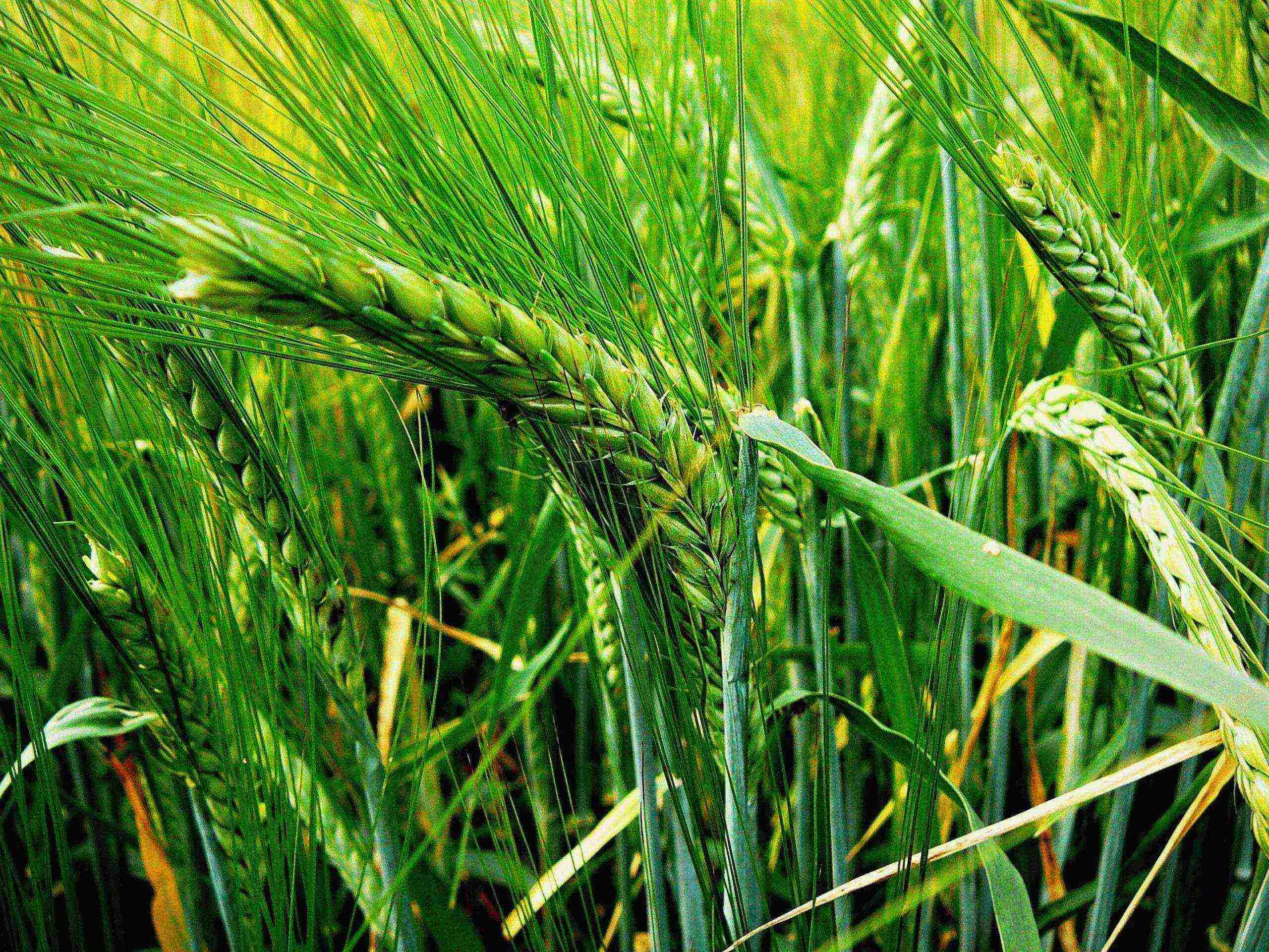 ang pinakamahusay na mga pagkakaiba-iba ng barley sa taglamig