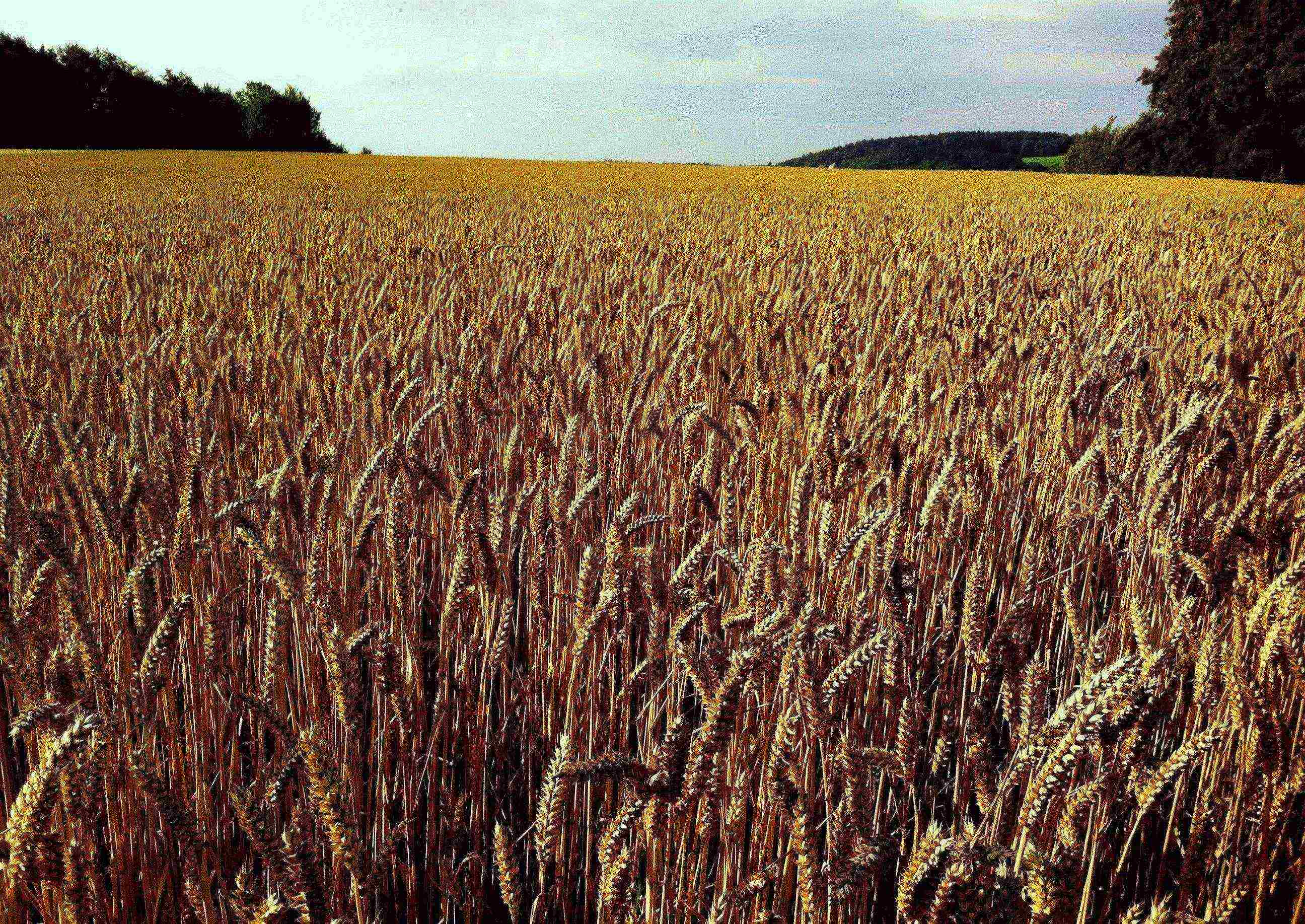 the best varieties of winter barley