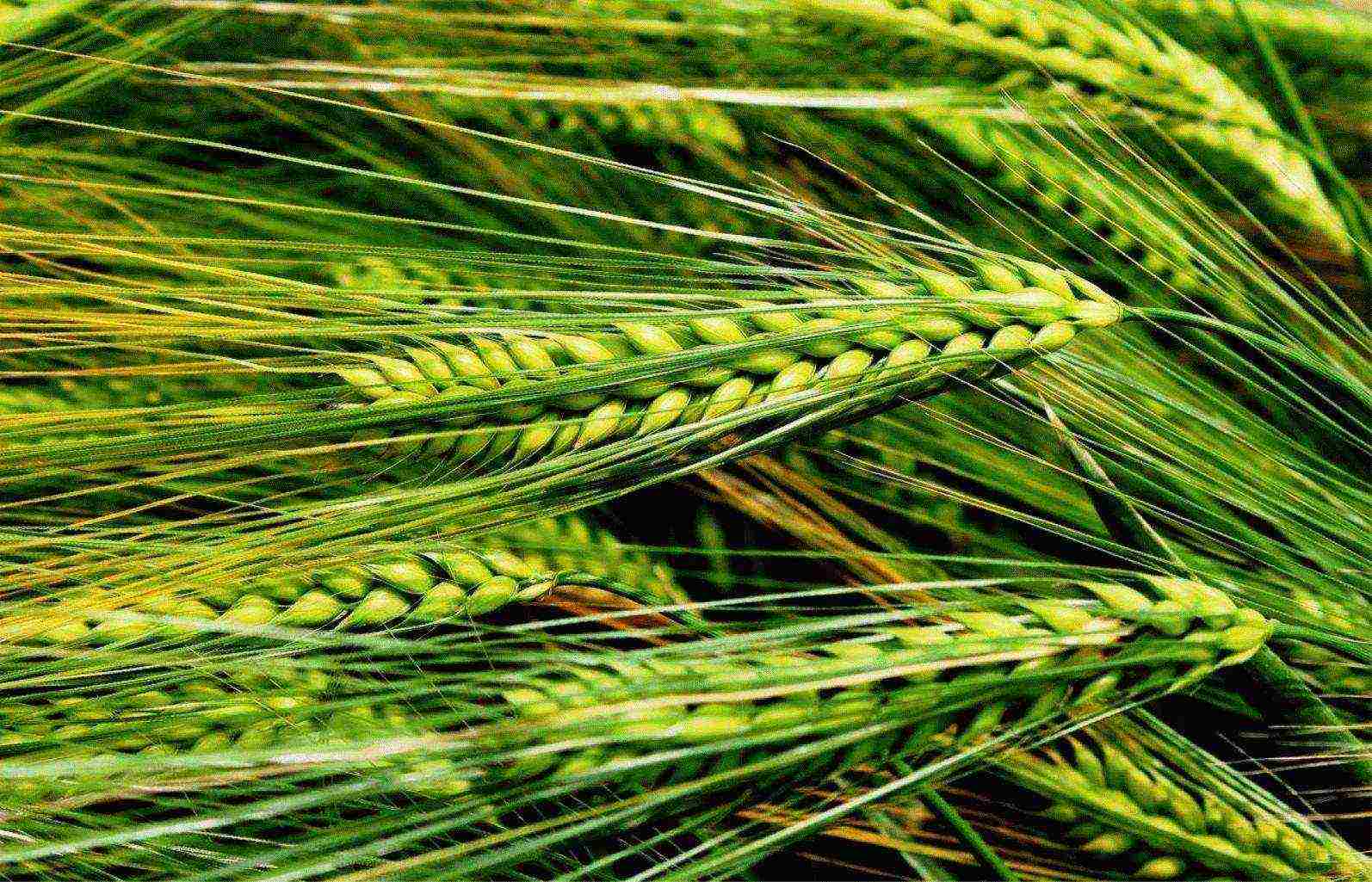 the best varieties of winter barley