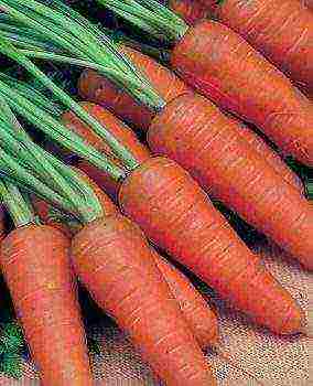 the best varieties of winter carrots