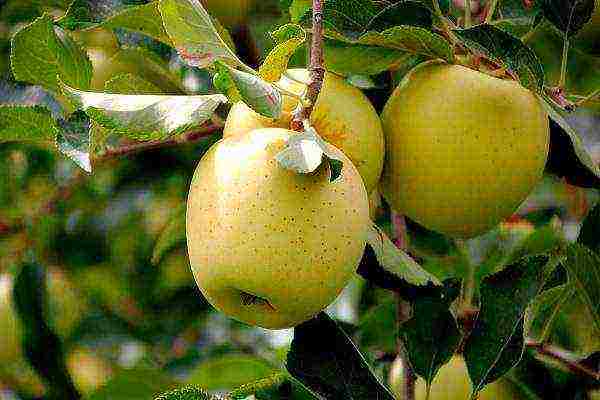 the best varieties of winter apple trees