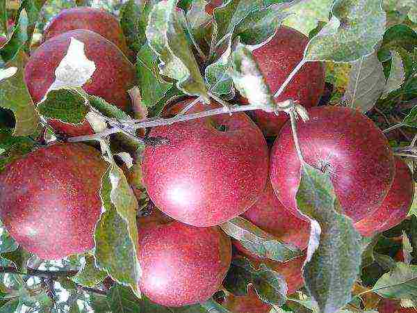 the best varieties of winter apple trees