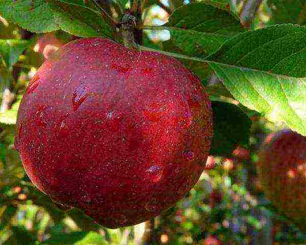 the best varieties of winter apple trees