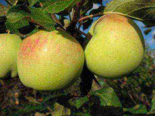 the best varieties of winter apple trees