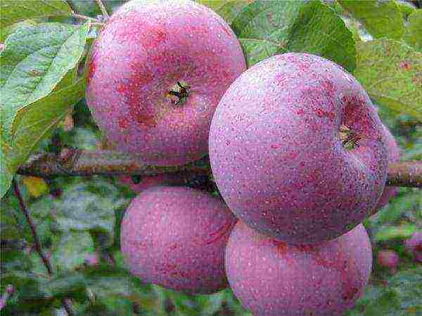 the best varieties of winter apple trees