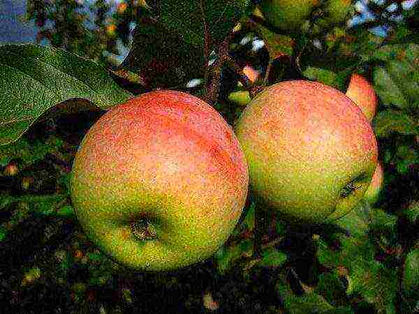 the best varieties of winter apple trees