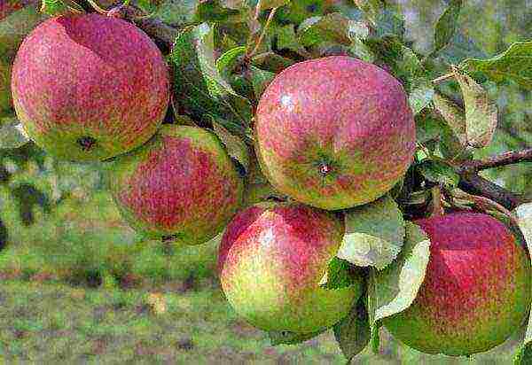 the best varieties of winter apple trees