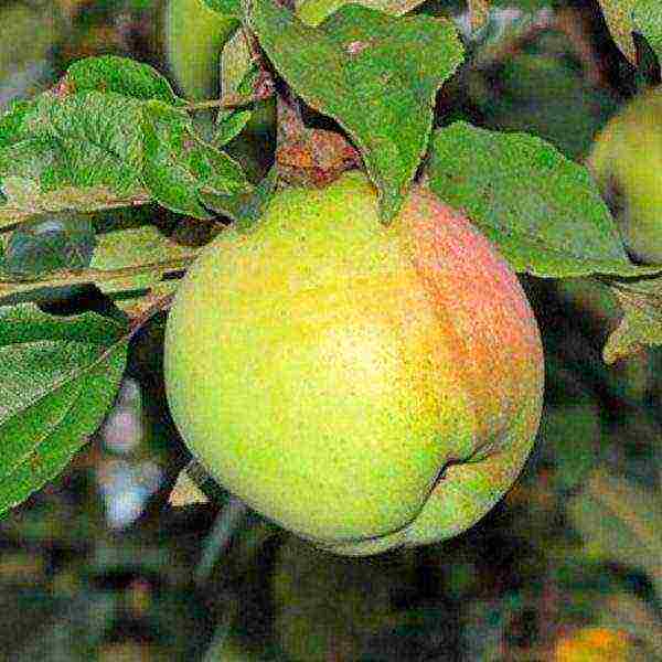 the best varieties of winter apple trees