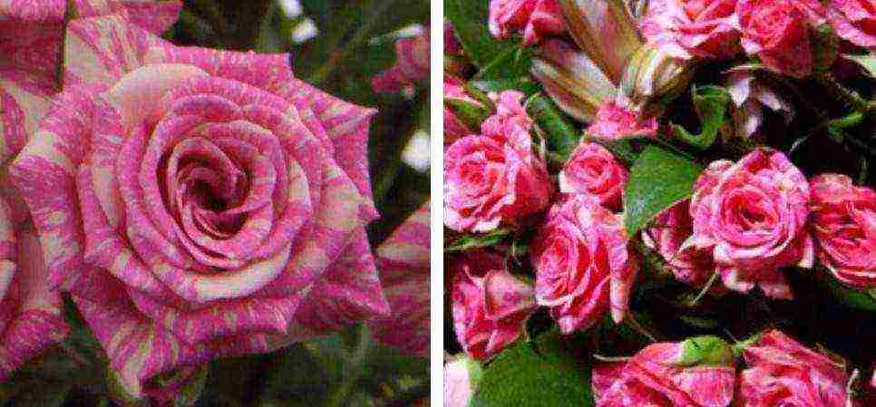 the best varieties of patio roses