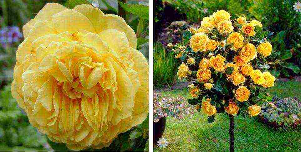 the best varieties of patio roses