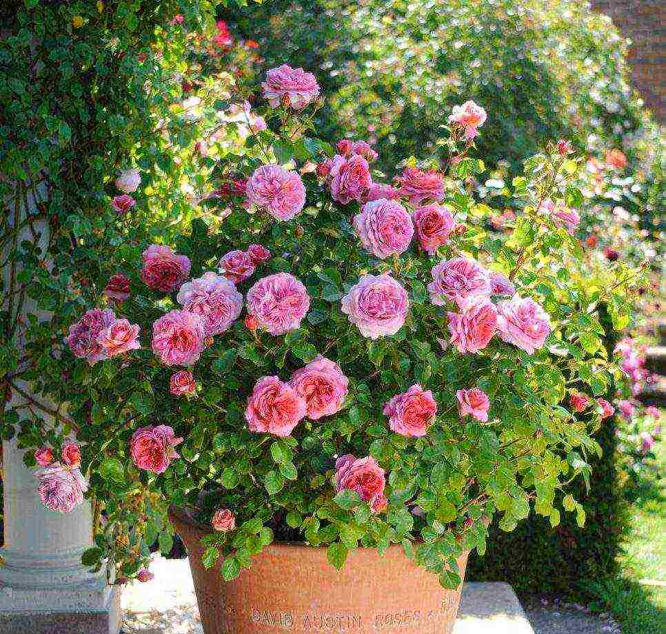 the best varieties of patio roses