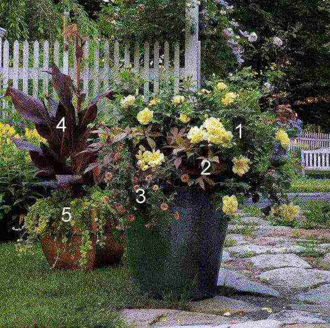 the best varieties of patio roses