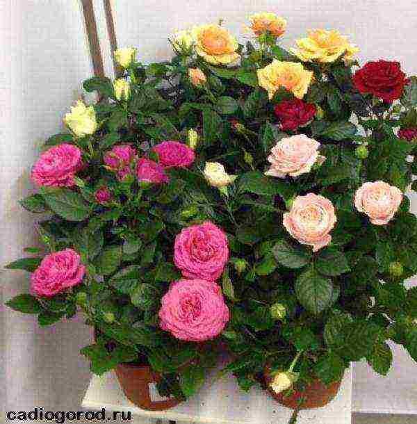 the best varieties of patio roses