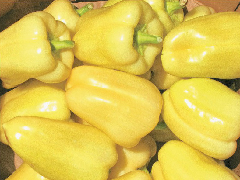 the best varieties of thick-walled peppers