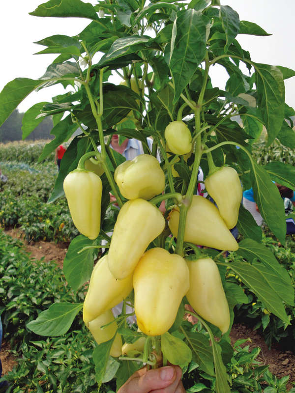 ang pinakamahusay na mga pagkakaiba-iba ng makapal na pader na peppers