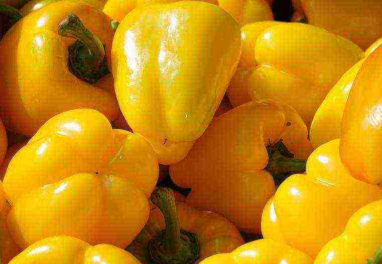 the best varieties of yellow pepper