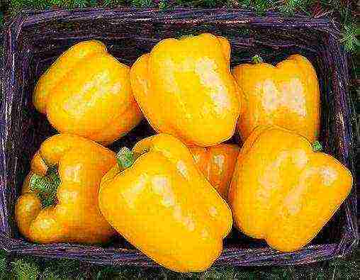 the best varieties of yellow pepper