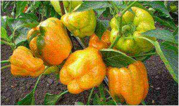 the best varieties of yellow pepper