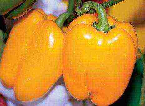 the best varieties of yellow pepper