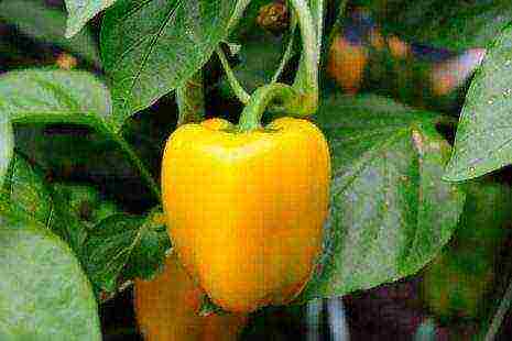 the best varieties of yellow pepper