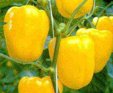 the best varieties of yellow pepper