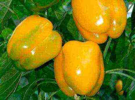 the best varieties of yellow pepper