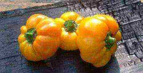 the best varieties of yellow pepper