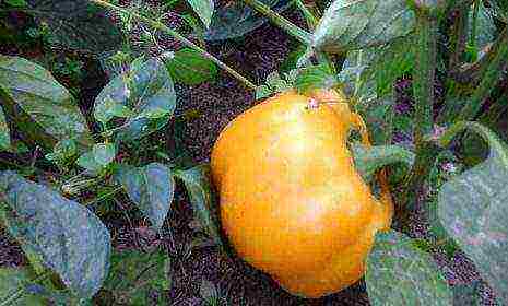 the best varieties of yellow pepper