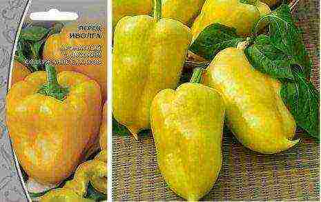 the best varieties of yellow pepper