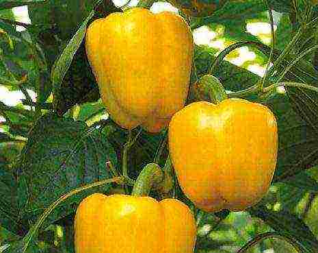 the best varieties of yellow pepper