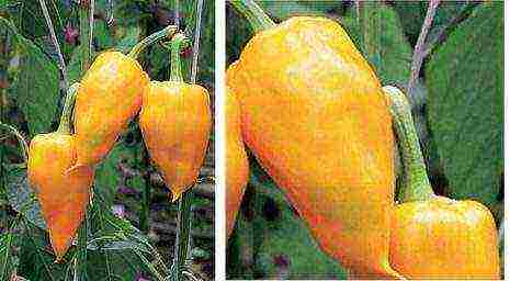 the best varieties of yellow pepper