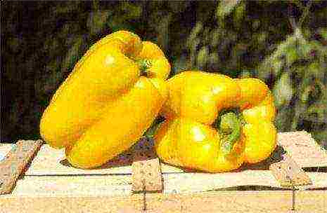 the best varieties of yellow pepper