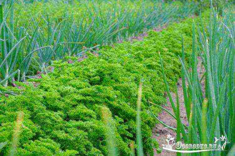 the best varieties of parsley varieties