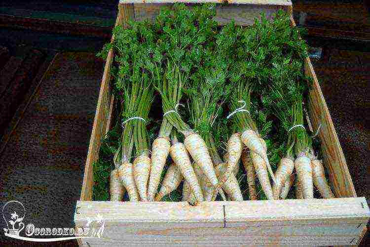 the best varieties of parsley varieties