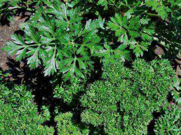 the best varieties of parsley varieties