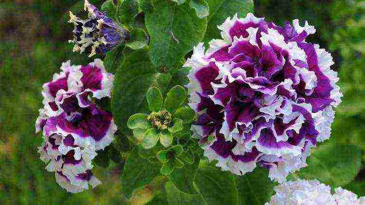 the best varieties of terry petunia