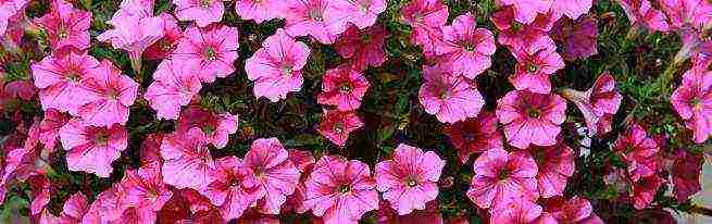 the best varieties of terry petunia