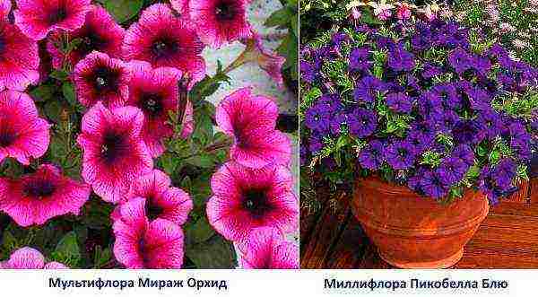 the best varieties of ampelny petunias