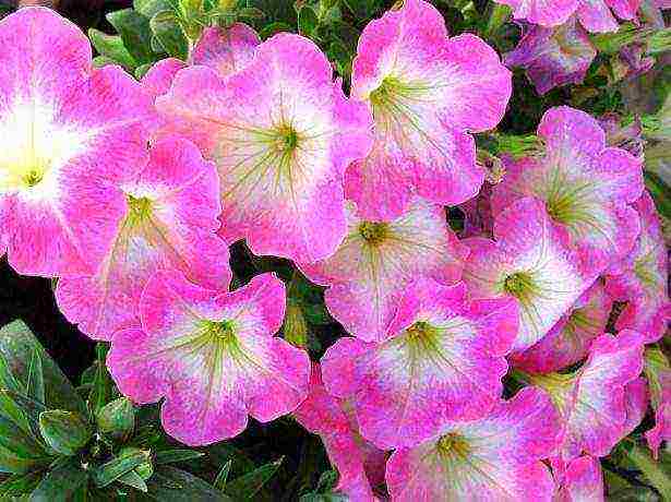 the best varieties of ampelny petunias