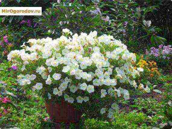 the best varieties of ampelny petunias