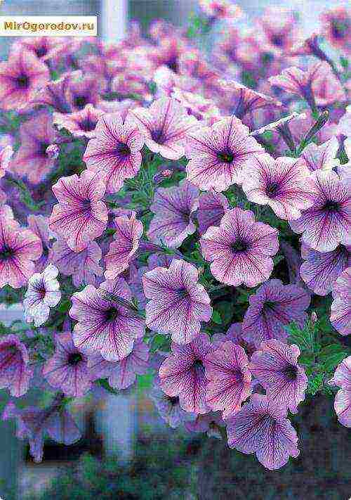 the best varieties of ampelny petunias