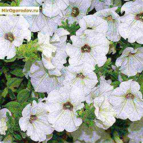 the best varieties of ampelny petunias