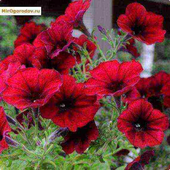 the best varieties of ampelny petunias