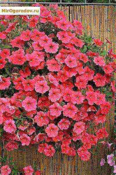 the best varieties of ampelny petunias