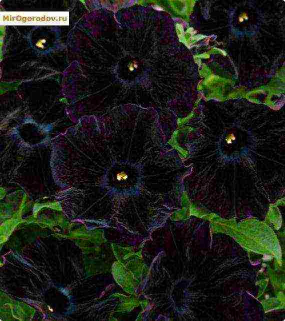 the best varieties of ampelny petunias